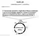 Fig. 55 - Yeast expression vectors for production of ITF