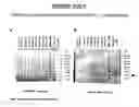 Fig. 59 - Yeast expression vectors for production of ITF