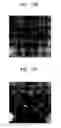 Fig. 09 - Quantitative cell dispensing apparatus using liquid drop manipulation