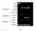 Fig. 04 - Method of forming multicellular spheroids from the cultured cells