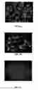 Fig. 07 - Method of forming multicellular spheroids from the cultured cells