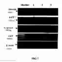Fig. 08 - Method of forming multicellular spheroids from the cultured cells