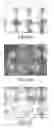 Fig. 08 - Surface modification of polysaccharide, the modified polysaccharide, and method of culturing and recovery cells using the same