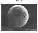 Fig. 02 - MACROPOROUS CHITOSAN BEADS AND PREPARATION METHOD THEREOF