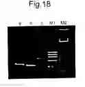 Fig. 19 - METHODS FOR PRODUCING MEMBERS OF SPECIFIC BINDING PAIRS