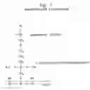Fig. 07 - COMPOSITE MICROARRAY SLIDES