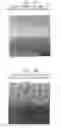 Fig. 09 - COMPOSITE MICROARRAY SLIDES