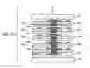 Fig. 11 - Manufacturing method of flexible printed wiring board
