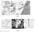 Fig. 10 - Single, multi-walled, functionalized and doped carbon nanotubes and composites thereof
