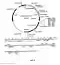 Fig. 03 - Methods and compositions for vaccination comprising nucleic acid and/or polypeptide sequences of chlamydia