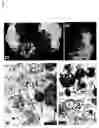Fig. 07 - Methods and compounds for modulating triglyceride and vldl secretion