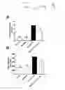 Fig. 20 - Cancer therapy