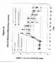 Fig. 30 - Cancer therapy