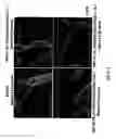 Fig. 05 - High tenacity nanocomposite and method for producing the same