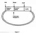 Fig. 02 - Method for producing a recombinant protein of interest and protein thus produced