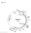 Fig. 16 - Agent