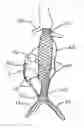 Fig. 01 - Methods and systems for aneurysm treatment using filling structures
