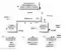 Fig. 01 - Launching service applications using a virtual network management system