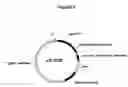 Fig. 05 - Sequences upstream of the carp gene, vectors containing them and uses thereof