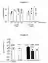 Fig. 08 - Sequences upstream of the carp gene, vectors containing them and uses thereof