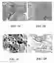 Fig. 03 - Method for detecting Nipah virus and method for providing immunoprotection against Henipa viruses