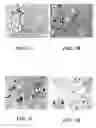 Fig. 05 - Method for detecting Nipah virus and method for providing immunoprotection against Henipa viruses