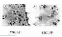 Fig. 06 - Method for detecting Nipah virus and method for providing immunoprotection against Henipa viruses