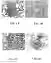 Fig. 07 - Method for detecting Nipah virus and method for providing immunoprotection against Henipa viruses