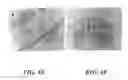 Fig. 08 - Method for detecting Nipah virus and method for providing immunoprotection against Henipa viruses