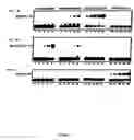Fig. 03 - Chimeric DNA-binding proteins