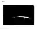 Fig. 04 - Novel zebrafish and preparation method thereof