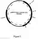 Fig. 04 - High-level expression of fusion polypeptides in plant seeds utilizing seed-storage proteins as fusion carriers