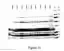 Fig. 15 - High-level expression of fusion polypeptides in plant seeds utilizing seed-storage proteins as fusion carriers