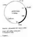 Fig. 05 - Genetic sequences having methyltransferase activity and uses therefor