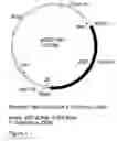 Fig. 06 - Genetic sequences having methyltransferase activity and uses therefor