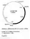 Fig. 07 - Genetic sequences having methyltransferase activity and uses therefor
