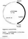 Fig. 08 - Genetic sequences having methyltransferase activity and uses therefor
