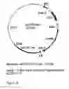 Fig. 09 - Genetic sequences having methyltransferase activity and uses therefor