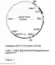 Fig. 10 - Genetic sequences having methyltransferase activity and uses therefor