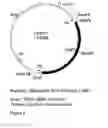 Fig. 11 - Genetic sequences having methyltransferase activity and uses therefor