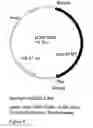 Fig. 12 - Genetic sequences having methyltransferase activity and uses therefor