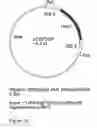 Fig. 13 - Genetic sequences having methyltransferase activity and uses therefor