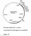 Fig. 15 - Genetic sequences having methyltransferase activity and uses therefor