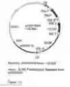 Fig. 16 - Genetic sequences having methyltransferase activity and uses therefor