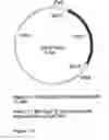 Fig. 17 - Genetic sequences having methyltransferase activity and uses therefor