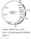 Fig. 18 - Genetic sequences having methyltransferase activity and uses therefor