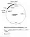 Fig. 19 - Genetic sequences having methyltransferase activity and uses therefor