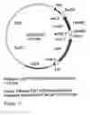Fig. 20 - Genetic sequences having methyltransferase activity and uses therefor