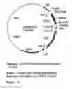 Fig. 22 - Genetic sequences having methyltransferase activity and uses therefor