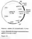 Fig. 23 - Genetic sequences having methyltransferase activity and uses therefor